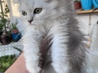 British longhair yeşil göz erkek