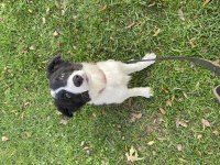 Eğitimli Yavru Border Collie