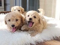 Maltipoo Bebek Köpekler