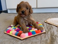 Mükemmel Güzellikteki Maltipoo Yavru Köpekler