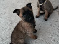 3 Dişi Belçika Malinois