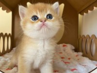 Safkan british shorthair golden ny12 yavrular