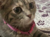 Acil ücretli sahiplendirme scottish fold