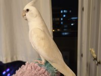 DAMIZLIK ERKEK ALBİNO SULTAN PAPAĞANI ERKEK