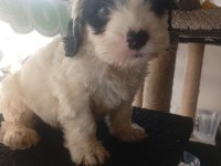 Terrier Erkek Çok Akıllı Oyuncu
