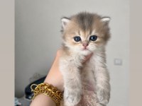 British Longhair ay25