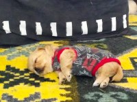 PEKİNEZ KÖPEĞİ GÜZELLER