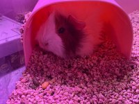 6-12 Aylık Erkek Ginepig