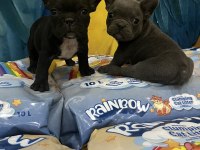 Blue ve Siyah French Bulldog Bebekler