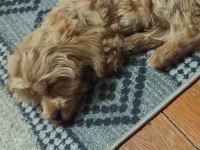 Terrier yavru
