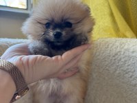 POMERANİAN BOO YAVRULARIMIZ