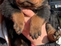 Tecrübeli Aileler İçin Asil ve Sadık Rottweiler Yavrular