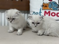 Yasal ruhsatlı işletmede ziyarete açık scottish fold