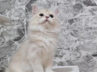 Orijinal Safkan British Longhair Erkek Yavru