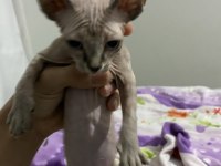 Sağlıklı ve Oyuncu Sphynx (Tüysüz) Yavrumuza Yeni Yuva