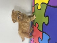 Scottish fold erkek yavrular yeni evleri için hazır