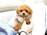 Toy Poodle Köpeğimiz