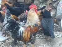 Kuluçkalık döllü yumurta