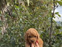Toy Poodle Köpeği