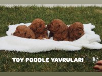 SAFKAN TOY POODLE YAVRULARI