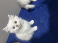 Şecereli golden dişi yavru british longhair