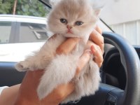 Ponçik Yakışıklı British Longhair