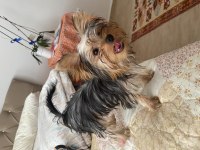 5 aylık anne baba scrli yorkshire terrier yavrularımız