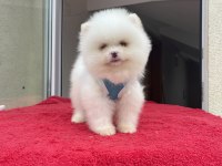AYI SURAT POMERANİAN BOO YAVRULAR