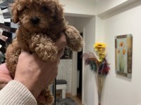 Safkan Toy Poodle