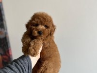 Toy Garantili Orjinal Erkek Toy Poodle Yavrumuz