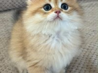 Orijinal şecereli Gold British Longhair
