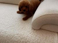 Kore kan toy red brown poodle