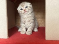 45 günlük yeni yuvaya hazır scottish fold