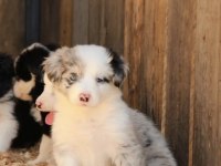 Harika border collie bebekler
