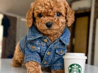 Mağazamızdan Red Brown ToyPoodle
