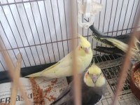 43 günlük sultan papağanı (açıklamayı okuyun)