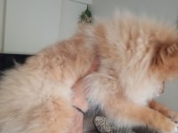 4 aylık pomeranian yer dolayısından vereceğim