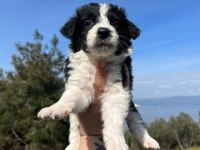 Baby face border collie bebekler