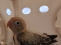 Cennet sevda yetişkin yavru takımlar
