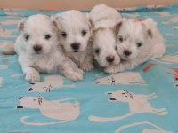 Kore maltese bebek köpekler