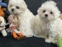 Ankaranın en güzel kar beyaz maltese terrier köpekleri