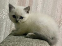 55 günlük blue point yavrular british shorthair