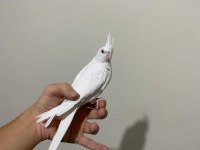 Albino Sultan Papağanı Yavruları