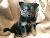 Kısa tüylü minyatür pinscher bebekler
