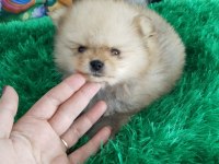 Bebek yüz pomeranian boo bebekler