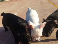 3 adet erkek french bulldog