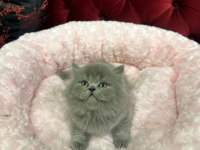 British Shorthair 2 Aylık
