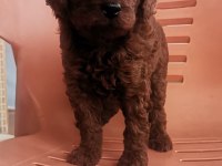 Toy poodle erkek yavrum