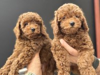 Petmode köpek çiftliğinde ziyarete açık toy poodle