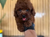 Toy Poodle İki Aylık